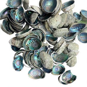 Bulk <b>Abalone</b> <b>Shell</b> Supply from Vietnam Perfect for Artistic Craft Sage Holder and Coastal Design Themes - Product Image 1