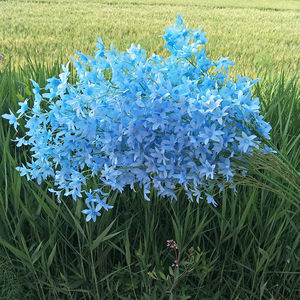 Usine décor de mariage suspendus fleur en plastique <span class=keywords><strong>Oncidium</strong></span> tiges artificielle danse <span class=keywords><strong>orchidée</strong></span> <span class=keywords><strong>Oncidium</strong></span> fleur - Product Image 5