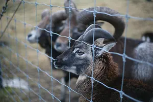 Sıcak satış düşük çelik tel örgü çit koyun ve sığır hayvancılık için çiftlik çiti için su geçirmez Driveway kapıları