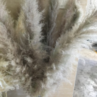 EG-A246 Herbe de la Pampa Séchée de Haute Qualité pour Décoration, Herbe de la Pampa Haute pour Décoration, Herbe de la Pampa Noire et Blanche