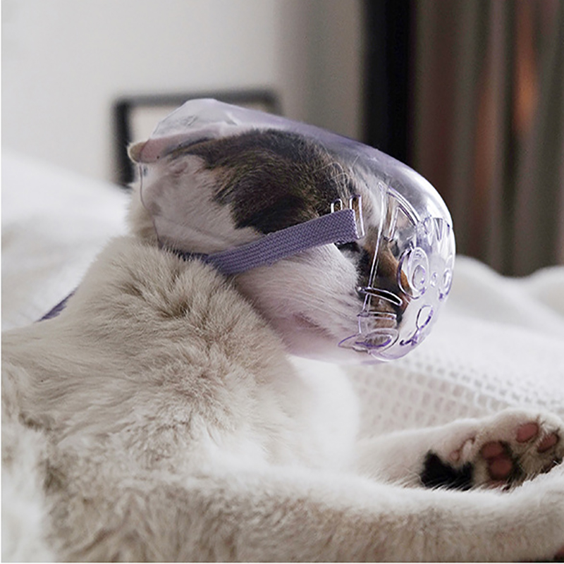 Grossiste Museli Egrave Re Pour Chat Acheter Les Meilleurs Museli Egrave Re Pour Chat Lots De La Chine Museli Egrave Re Pour Chat Grossistes En Ligne Alibaba Com Grossiste Museli Egrave Re Pour Chat Acheter Les Meilleurs Museli Egrave Re Pour Chat Lots De La Chine Museli Egrave Re Pour Chat Grossistes En Ligne Alibaba Com