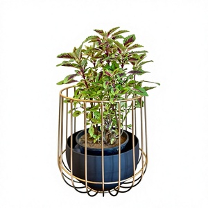 Modern Gold Plated Iron Plant Stand Black Pot Indoor Desktop Planter for Green Plants Minimalist Design Jaffs Exports JE2229 - Product Image 1