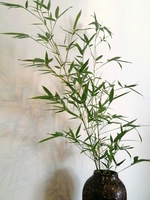 Bambou éternel vraies branches feuilles Style Zen chinois Arrangement de fleurs séchées pour l'aménagement paysager salon de thé boutique décoration naturelle