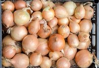 Nouvelles graines d'oignons jaunes de qualité supérieure, taille 5-8 cm, légumes frais en gros, origine Shandong