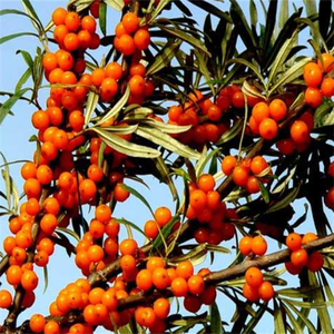 Высококачественный Сертифицированный GMP порошок облепихи натуральный фруктовый порошок витамин активный пищевой Халяль Сертифицированный вакуумный упакованный барабан - Product Image 3