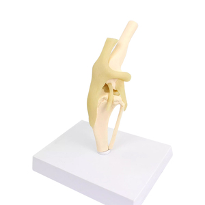 Perro rodilla articulación hueso modelo flexión ligamento pierna modelo anatómico médico perro hueso estructura modelo <span class=keywords><strong>canino</strong></span> Animal <span class=keywords><strong>esqueleto</strong></span> - Product Image 4