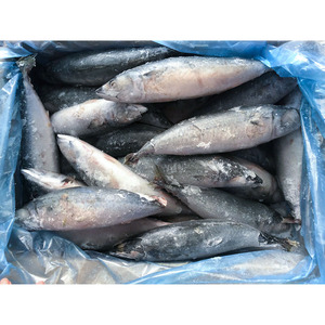 Maquereau du Pacifique surgelé de grande taille, 300-500g, entier, emballage en vrac - Product Image 2