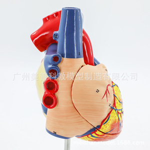 Modèle d'anatomie du cœur humain, échantillon de cœur à ultrasons Doppler couleur, modèle de cœur, modèle de structure cardiaque, agrandi 2 fois. - Product Image 2