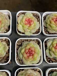 Echeveria Tangxin 6235, <span class=keywords><strong>Piante</strong></span> Succulente con Confezione per Decorazione Casa, Bonsai <span class=keywords><strong>in</strong></span> <span class=keywords><strong>Vaso</strong></span>, <span class=keywords><strong>Piante</strong></span> Succulente da <span class=keywords><strong>Giardino</strong></span> - Product Image 2