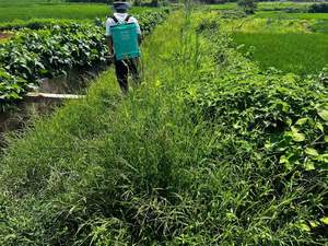 เพน็อกซ์ซูลัม 2.5% โอดี / 25% เอสซี / 25% ดับเบิ้ลวีดจี สารกำจัดวัชพืชหลังการปลูกข้าว สำหรับควบคุมวัชพืช<span class=keywords><strong>ชนิด</strong></span>บาร์นยาร์ดกราส ใบกว้าง และวัชพืชชนิดอื่นๆ ในนาข้าว - Product Image 3