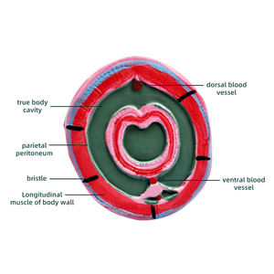 मिट्टी का विच्छेदन मॉडल Zm6021 - Product Image 3