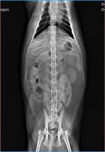 Iray CsI 17*17 Detector de panel plano inalámbrico con cable panel de rayos X <span class=keywords><strong>DR</strong></span> equipo de radiología digital para sistema de <span class=keywords><strong>DR</strong></span> veterinario y humano - Product Image 3