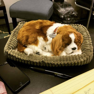 Modèle d'animal de simulation de haute qualité personnalisé, modèle de <span class=keywords><strong>chien</strong></span> pomeranian de simulation, jouets en <span class=keywords><strong>peluche</strong></span>, poupée de <span class=keywords><strong>chien</strong></span>, jouet en <span class=keywords><strong>peluche</strong></span>, cadeau pour enfants et adultes - Product Image 4