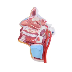 Структура головы раздел анатомическая модель человека гортани анатомическая модель