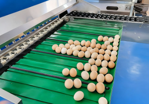 آلة تصنيف بيض الدجاج والبط الأوتوماتيكية، فارز أحجام البيض الإلكتروني، آلة فرز البيض حسب الوزن - Product Image 5