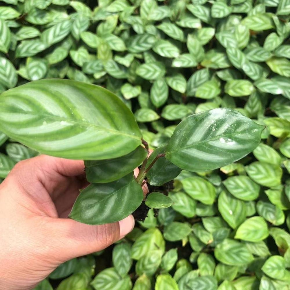 Тканевая культура рассады тканевая культура рассады новые Feiyu