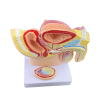 Modelo Anatómico Sagital Medio de Pelvis Masculina Pequeña, Modelo de Demostración Médica del Sistema Reproductivo Masculino