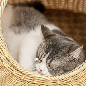 Dog Cat Kennel in Home Replaceable Covers Handmade Generic Rattan Woven Semi Enclosed Pet Villa Cat <b>Nest</b> House Dog <b>Bed</b> - Product Image 6