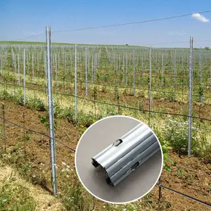 Factory Sales 275g/m2 Zinc Coating 54x30mm Profile Size Galvanized Steel Vineyard Support Post for Grape growing