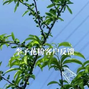 เกสรพลัมธรรมชาติบริสุทธิ์ - ช่วยเพิ่มอัตราการติดผล |   จัดส่งรวดเร็วสำหรับผู้ปลูกพืชเชิงพาณิชย์ - Product Image 5