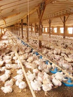 Le poulailler automatique portatif commercial loge la conception moderne de bâtiment de structure en acier pour la ferme avicole et la ferme