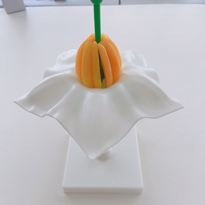 Modelo de enseñanza de biología Modelo anatómico ampliado de estructura de flor de patata Enseñanza de ciencias biológicas - Product Image 4