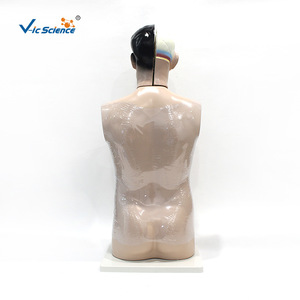 Modèle de tête, cou et torse de 85 cm : Anatomie du haut du corps masculin et organes internes - Aide pédagogique médicale - Product Image 3