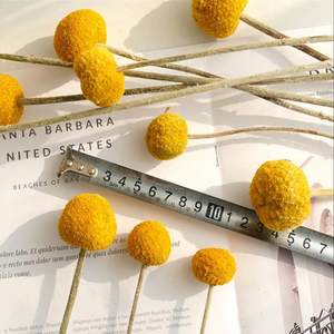 Mini Flor de bola de 1cm, flor <span class=keywords><strong>feliz</strong></span> de piña seca Natural para Arreglo de decoración del hogar para Navidad y Día DE <span class=keywords><strong>LA</strong></span> Madre - Product Image 4