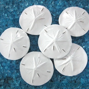 Moneda de mar de resina de 6CM para decoración de Acuario, pecera mediterránea simulada, decoración del hogar, piezas colgantes de adornos de micropaisaje - Product Image 6