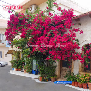 Fleur artificielle <span class=keywords><strong>de</strong></span> <span class=keywords><strong>bougainvillier</strong></span> <span class=keywords><strong>de</strong></span> soie bon marché <span class=keywords><strong>de</strong></span> CM-TH1424 en gros - Product Image 4