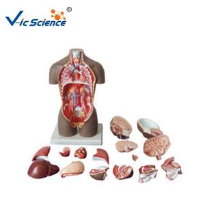 Modèle de tronc humain bisexuel 45CM Science médicale modèle éducatif anatomique de torse humain - Product Image 2