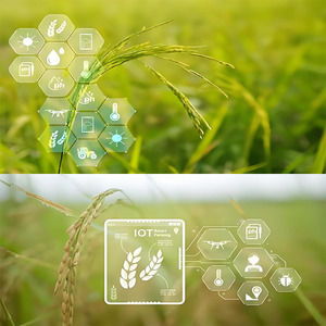 <span class=keywords><strong>Herbicida</strong></span> Selectivo, Especialmente Utilizado en Campos de Remolacha Azucarera. Múltiples Especificaciones Disponibles <span class=keywords><strong>para</strong></span> Satisfacer Diferentes Necesidades de Clientes. - Product Image 5