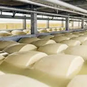 Ligne de production de fromage pour machines de traitement du fromage 2000 Ltrs