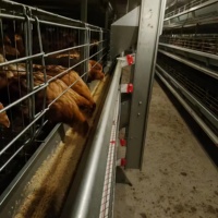 Offre Spéciale : Poulailler Automatique Type H à 4 Niveaux, Équipement d'Élevage Galvanisé pour 20 000 Poulets – Projet Agricole Afrique