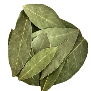 Foglie di <span class=keywords><strong>Alloro</strong></span> Essiccate di Grado Alimentare Yue Gui, Foglie di <span class=keywords><strong>Alloro</strong></span> Naturali Pure per l'Esportazione - Product Image 1