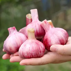 New crop garlic normal white pure white garlic wholesale price from China export 10kg bags trade Honduras Span