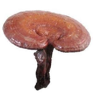 Integratore a base di erbe per la fornitura di funghi organici di Reishi interi GANOHERB per il sistema immunitario Boost - Product Image 4