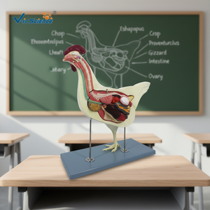 แบบจำลองทางกายวิภาคของสัตว์กายวิภาคศาสตร์ไก่แบบจำลอง<span class=keywords><strong>กายวิภาค</strong></span>ของสัตว์ - Product Image 6