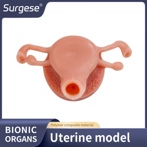 Tıbbi Eğitim Modeli İnsan Rahimi Anatomik Modeli Endoskopi Uygulaması El-Göz Koordinasyonu ve Temel Klinik Beceri Eğitimi - Product Image 6