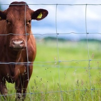 Clôture en treillis métallique pour bétail, fabricant OEM, treillis métallique galvanisé à nœuds fixes pour clôture de ferme caprine