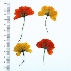 Cosmos Seco Prensado Lateralmente con Tallos, Flores Naturales de Cosmos para Fabricación de Velas, Inclusiones en Jabón, Resina Epoxi y Decoración Artesanal - Product Image 6