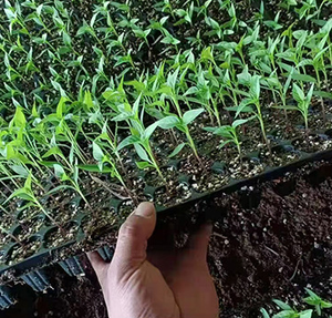 Plateaux de culture pour plantes de germination Pots de pépinière de propagation <span class=keywords><strong>Mini</strong></span> Plant Seed Starter Seedling Trays - Product Image 5