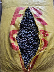 GRAINES DE LOTUS NOIR PRIX BAS GRAINES DE LOTUS - Product Image 5