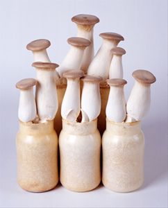 Champiñón de la Reina, 100% Natural, Fresco, Exportación DETAN de China - Product Image 3