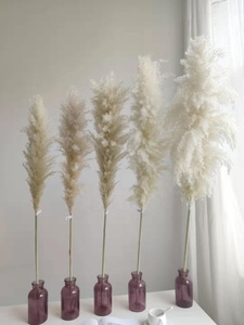 Hierbas de Pampa secas y esponjosas naturales de gran oferta para decoración del hogar - Product Image 3