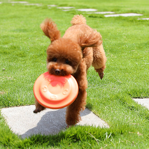 Dog Frisbee <b>Toy</b> <b>For</b> Large Breeds Rubber Outdoor Training Play Equipment Solid Color <b>Interactive</b> <b>Pet</b> <b>Toys</b> - Product Image 4