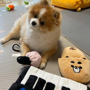 ของเล่นสัตว์เลี้ยงรูปรองเท้าแตะน่ารักแบบใหม่ขายส่ง ของเล่นสุนัขแบบนุ่ม ทนทานต่อการกัด เล่นได้แบบอินเทอร์แอคทีฟ - Product Image 2