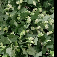 Guirlande de lierre artificiel avec des bourgeons de fleurs blanches, fausse vigne verte, feuillage suspendu pour arche de mariage, décoration murale de la maison, jardin