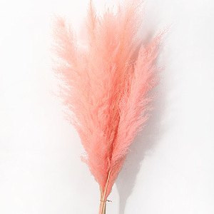 Grande Herbe de la Pampa Séchée Naturelle Rose, Blanche et Beige, Moelleuse, pour Décoration de Mariage, en Pack Personnalisé - Product Image 4