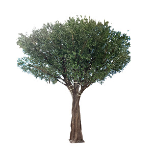 Nouveau Design Artificielle <span class=keywords><strong>En</strong></span> <span class=keywords><strong>Pot</strong></span> Oliviers 245cm <span class=keywords><strong>pour</strong></span> Bureau À Domicile Décor Artificiel Faux Plantes Soie <span class=keywords><strong>Olivier</strong></span> Plante D'intérieur - Product Image 6